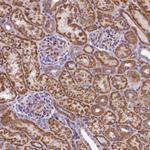 DNAJB9 Antibody in Immunohistochemistry (Paraffin) (IHC (P))