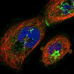 ABCA7 Antibody in Immunocytochemistry (ICC/IF)