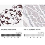 ABCA7 Antibody