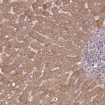 SQRDL Antibody in Immunohistochemistry (Paraffin) (IHC (P))