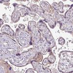 SQRDL Antibody in Immunohistochemistry (IHC)