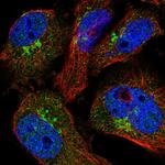 COPE Antibody in Immunocytochemistry (ICC/IF)