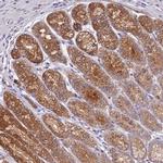 COPE Antibody in Immunohistochemistry (IHC)