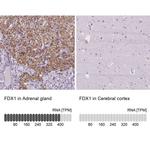 FDX1 Antibody