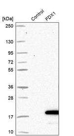 FDX1 Antibody in Western Blot (WB)