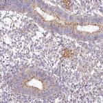 FRY Antibody in Immunohistochemistry (Paraffin) (IHC (P))