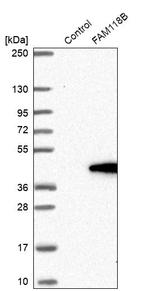 FAM118B Antibody in Western Blot (WB)