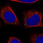 JIP3 Antibody in Immunocytochemistry (ICC/IF)