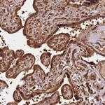 IST1 Antibody in Immunohistochemistry (IHC)