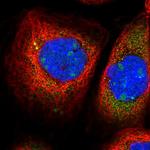 PMSCL1 Antibody in Immunocytochemistry (ICC/IF)