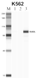 DUS3L Antibody in RNA Immunoprecipitation (RIP)