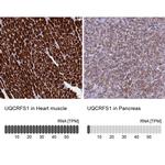 UQCRFS1 Antibody