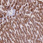 ZNF598 Antibody in Immunohistochemistry (Paraffin) (IHC (P))