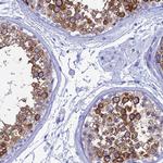 TEX101 Antibody in Immunohistochemistry (Paraffin) (IHC (P))