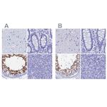 TEX101 Antibody in Immunohistochemistry (IHC)