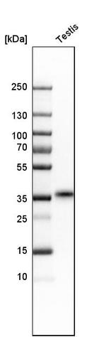 TEX101 Antibody in Western Blot (WB)