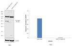 F1A alpha Antibody in Western Blot (WB)