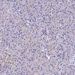 SPNS1 Antibody in Immunohistochemistry (Paraffin) (IHC (P))