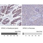 SPNS1 Antibody