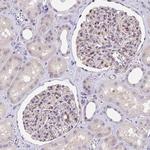 MIDN Antibody in Immunohistochemistry (IHC)