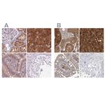 HAAO Antibody in Immunohistochemistry (IHC)