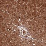 HAAO Antibody in Immunohistochemistry (IHC)