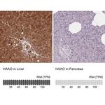 HAAO Antibody