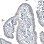 C15orf23 Antibody in Immunohistochemistry (Paraffin) (IHC (P))