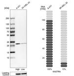 C15orf23 Antibody