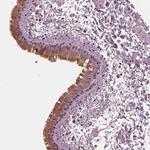 IQCB1 Antibody in Immunohistochemistry (Paraffin) (IHC (P))