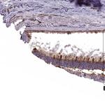 IQCB1 Antibody in Immunohistochemistry (Paraffin) (IHC (P))