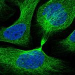 IQCB1 Antibody in Immunocytochemistry (ICC/IF)