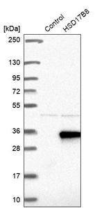 HSD17B8 Antibody in Western Blot (WB)