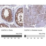 CIAPIN1 Antibody in Immunohistochemistry (IHC)