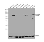 F1A alpha Antibody in Western Blot (WB)