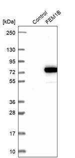 F1A alpha Antibody in Western Blot (WB)