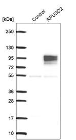 RPUSD2 Antibody in Western Blot (WB)