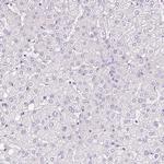 PAM Antibody in Immunohistochemistry (Paraffin) (IHC (P))