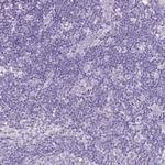 PAM Antibody in Immunohistochemistry (Paraffin) (IHC (P))