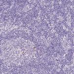 PAM Antibody in Immunohistochemistry (IHC)