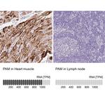 PAM Antibody