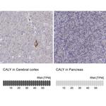 CALY Antibody