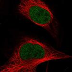 ASH2L Antibody in Immunocytochemistry (ICC/IF)