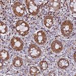 EDAR Antibody in Immunohistochemistry (Paraffin) (IHC (P))