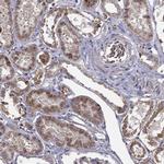 B4GALT7 Antibody in Immunohistochemistry (Paraffin) (IHC (P))