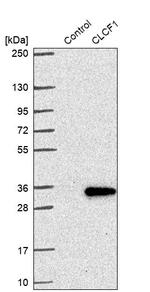 NNT1 Antibody in Western Blot (WB)