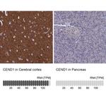 CEND Antibody in Immunohistochemistry (IHC)