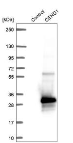 CEND Antibody in Western Blot (WB)