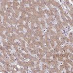 TAPT1 Antibody in Immunohistochemistry (Paraffin) (IHC (P))