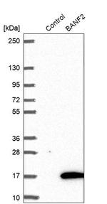 BANF2 Antibody in Western Blot (WB)